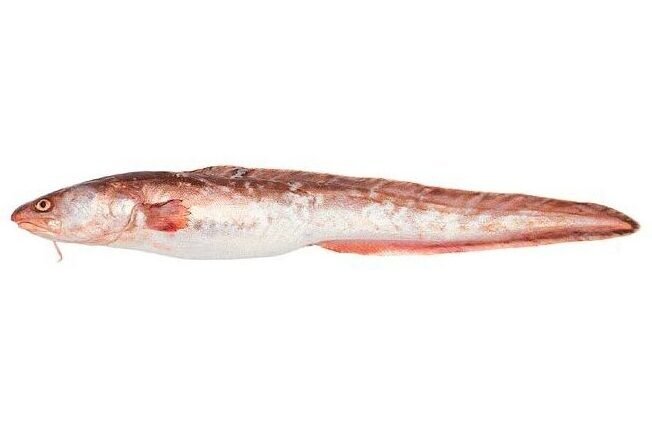 Abadejo patagónico (Genypterus blacodes), pescado de profundidad